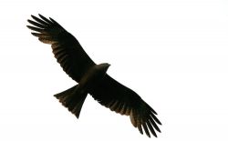 Schwarzer Adler