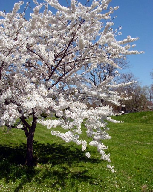 Cherry Tree