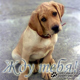 Знакомств знакомства ржев трансуалы .aport. знакомства почта