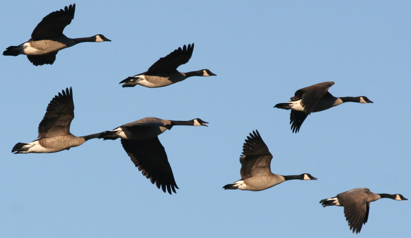 Geese Flying V Formation Leadership