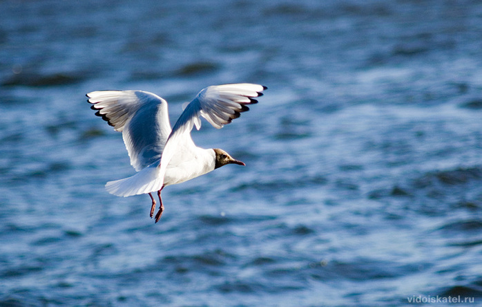 Юлія Ярема :: Летить чайка над Дніпром…