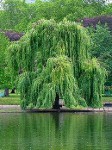 горлиця :: Сумна верба