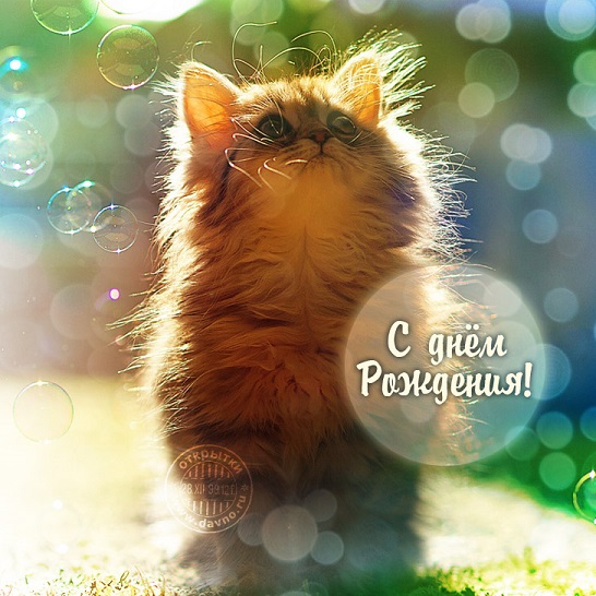 Поздравление с днём рождения коты 33
