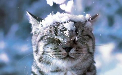 fialka@ :: І нехай буде білий сніг!