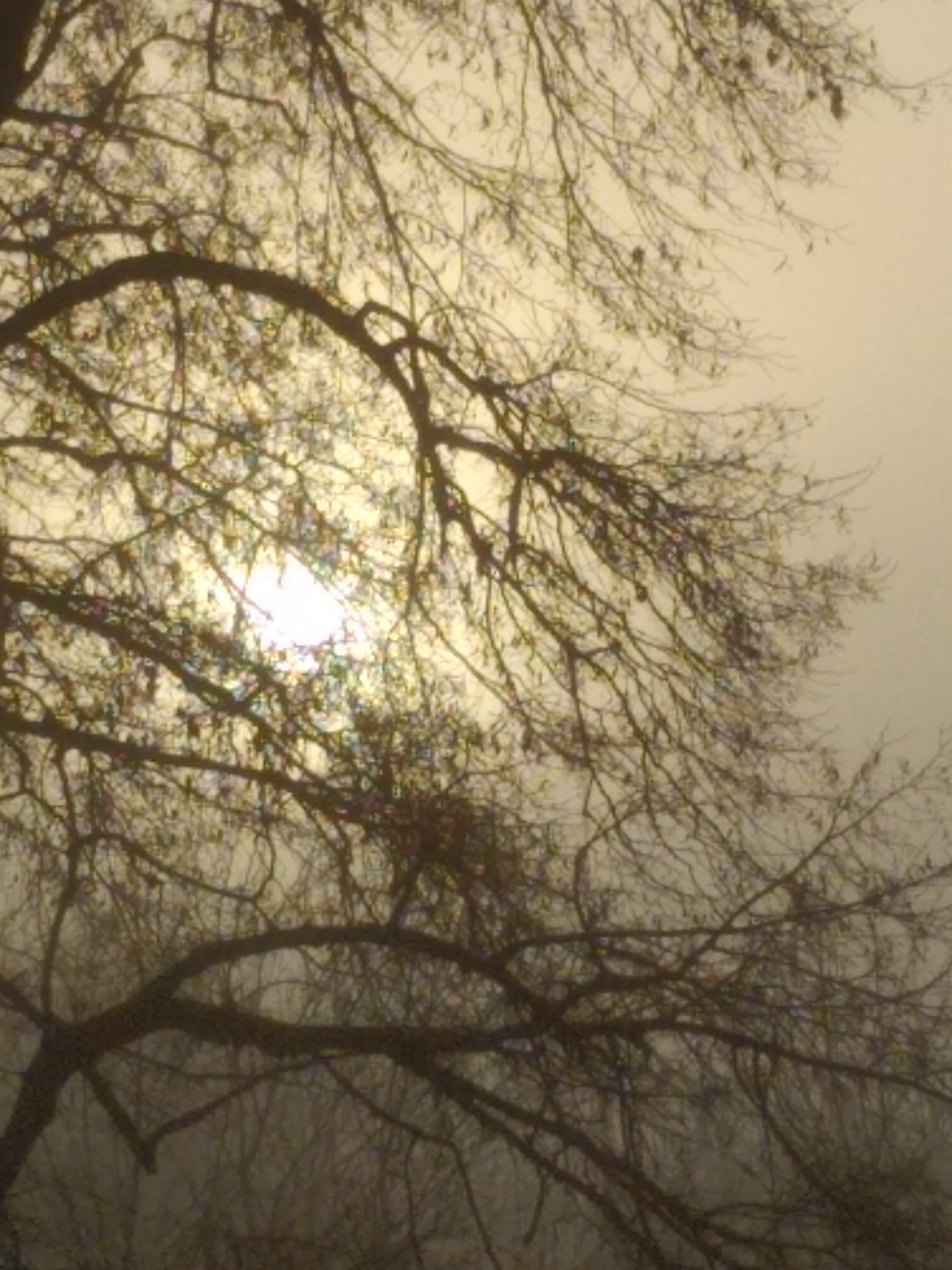 Valentyna Kovalenko :: Заблукало сонце у тумані