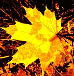 Feelings and Emotions