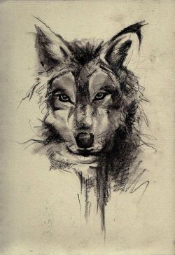 aviwolf
