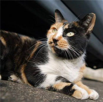 Слепой Солдат :: Родригес