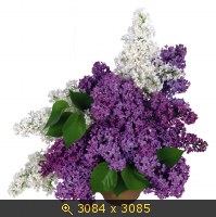 Любов Іванова :: ЛЮБОВЬ - СИРЕНЕВЫЙ ТУМАН. .