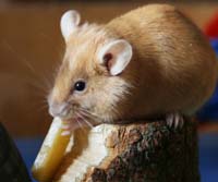 Samar Obrin :: MoUSE