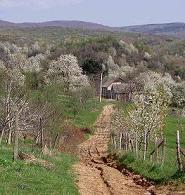 She said: gray... :: 