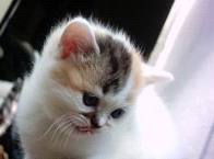 Малятко :: Котик