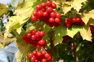 Сідий :: БЛУДНИЙ СИН.