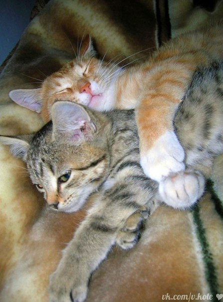 Віталія Абрам'юк (Івасюк) :: За що люблю тебе?