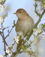 ������� (����� ϳ���) :: � ���� ����