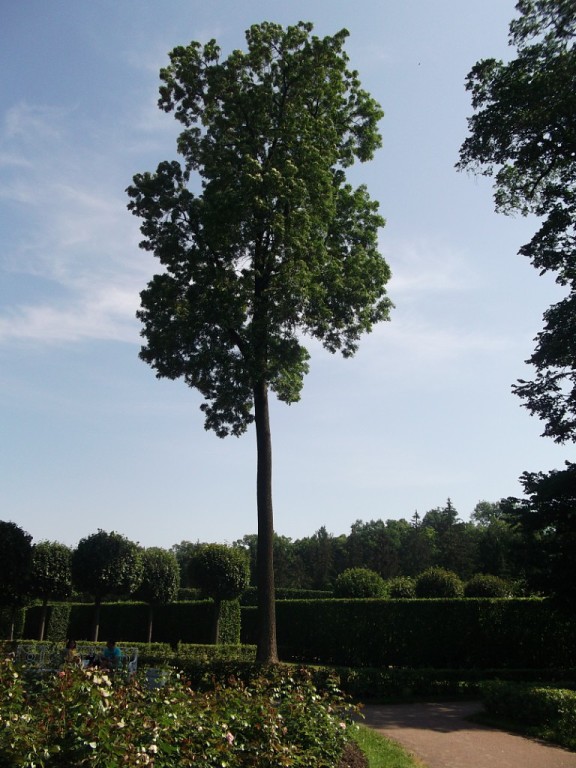 Dema :: Одинокое дерево