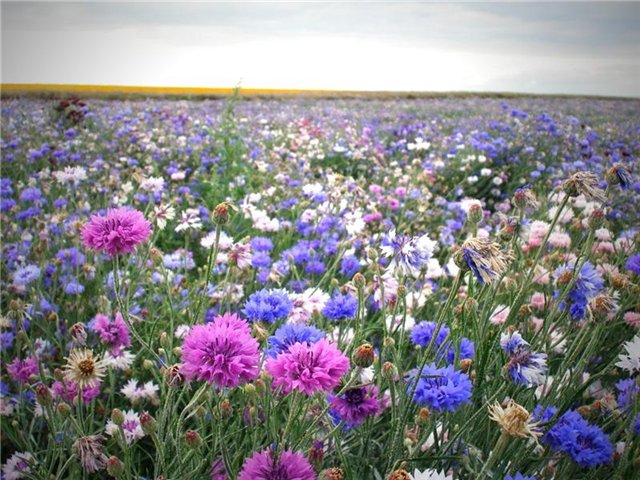 Svitlana_Belyakova :: Луг.