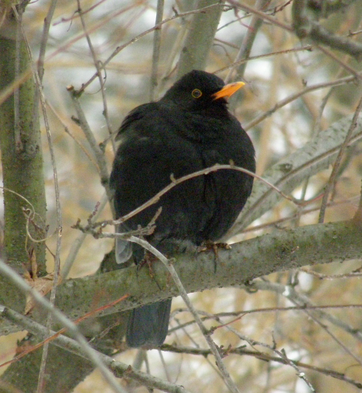 Максим Тарасівський :: Голландський птах