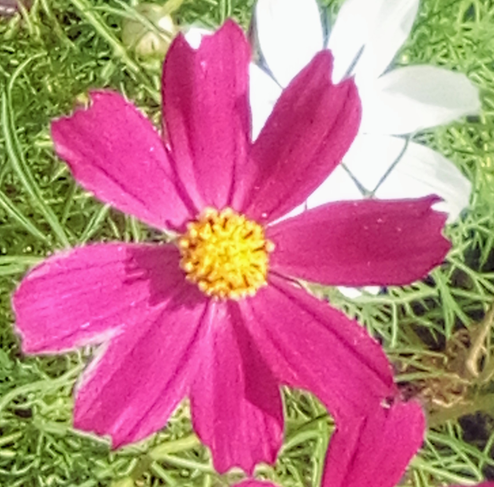 Міла Перлина :: Згаяний час