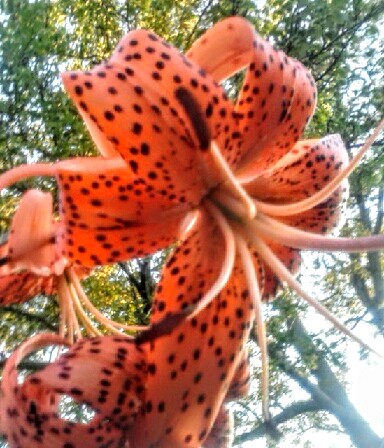 Міла Перлина :: Розсуд (акровірш)