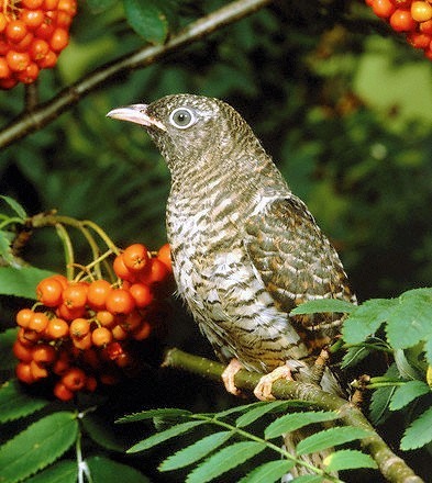 Бабич :: КУЄ ЗОЗУЛЯ