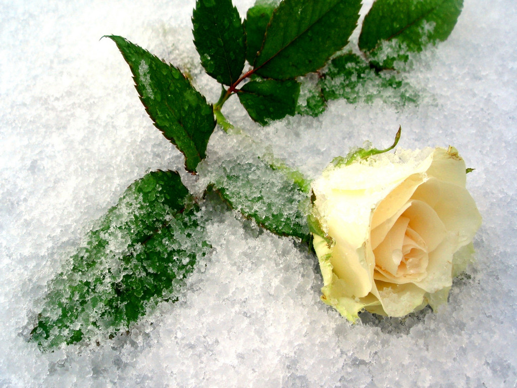 Svitlana_Belyakova :: Я як троянда на снігу…